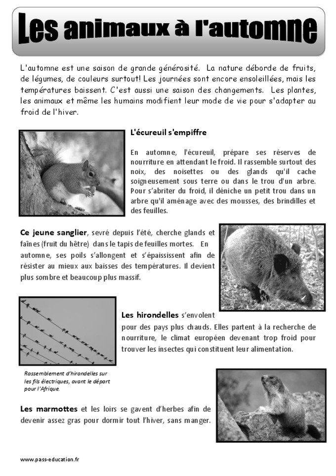 Les animaux à l'automne - Texte documentaire - Automne - Ce2 - Cm1 ...