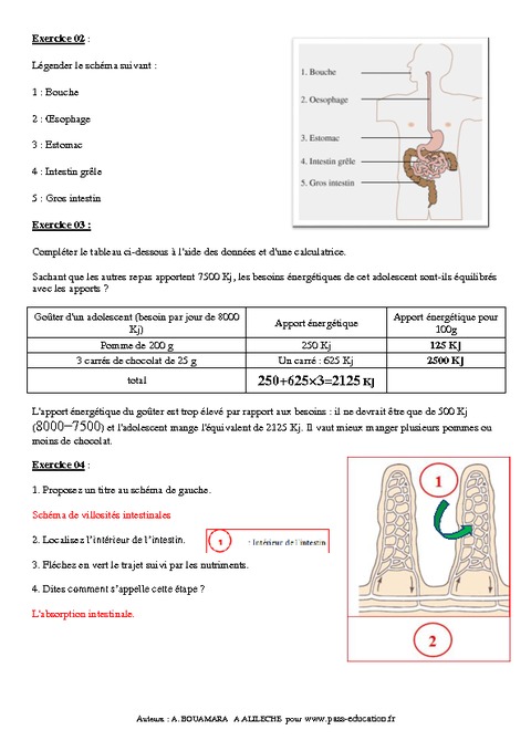 Digestion - Apport Des Nutriments Dans Le Sang – 5ème – Exercices ...