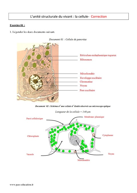 Céllule Unité Structurale Du Vivant 2nde Exercices Corrigés Pass Education 5837