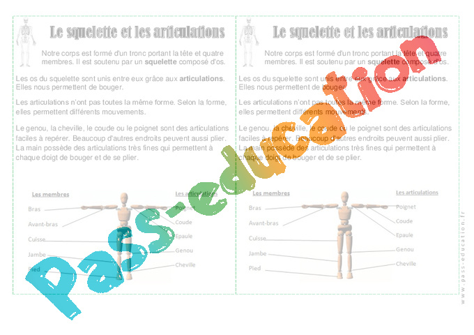 Squelette Articulations Ce1 Corps Humain Le on Cycle 2 PDF Squelette Articulations Ce1 Corps Humain Le on Cycle 2 PDF
