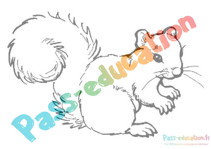Coloriage gratuit : écureuil - PDF à imprimer