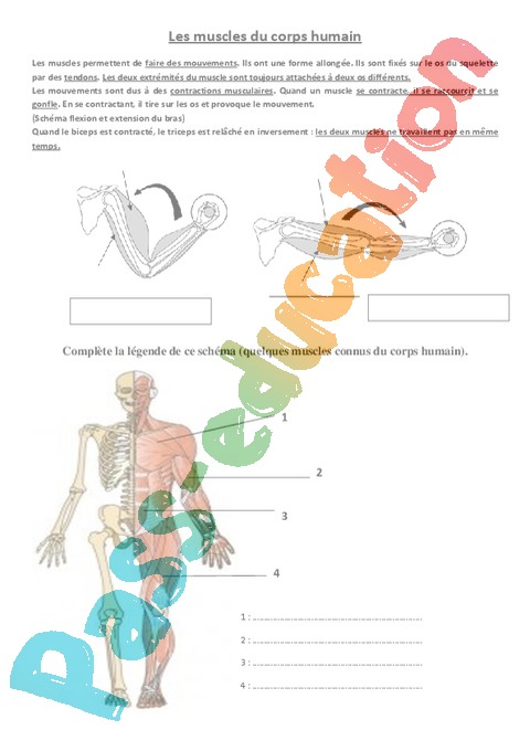 Exercice Les Mouvements Corporels Muscles Et Squelette Ce2 Cycle 2