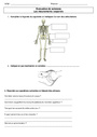 Evaluation Les mouvements corporels (muscles et squelette) : Cycle 3
