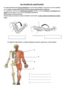 Exercice Les mouvements corporels (muscles et squelette) : CE2