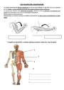 Exercice Les mouvements corporels (muscles et squelette) : Cycle 3