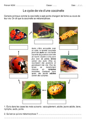 Cycle de vie de la coccinelle – Exercices – Sciences : 3eme, 4eme Primaire