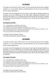 Fossiles – Cours, Leçon – Sciences : 5eme Primaire