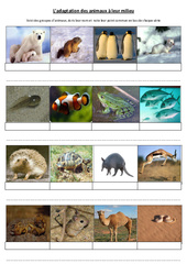 Adaptation des animaux à leur milieu – Exercices – Sciences : 4eme, 5eme Primaire