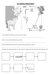 Chaines alimentaires – Exercices – Sciences : 4eme, 5eme Primaire