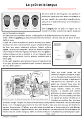 Le goût et la langue – Semaine du goût – Texte documentaire : 3eme, 4eme, 5eme Primaire