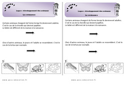 Croissance - CP - Leçon - Séance 2 - Développement des animaux - PDF gratuit à imprimer