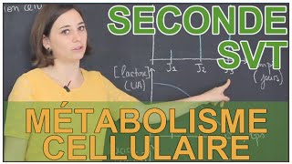 Métabolisme cellulaire - 2de - Vidéos pédagogiques
