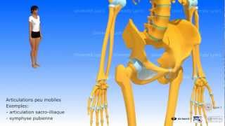Système musculo-articulaire - 2de - Vidéos pédagogiques