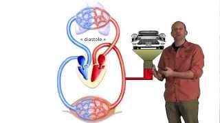 Activité cardiaque et pression artérielle - 2de - Vidéos pédagogiques