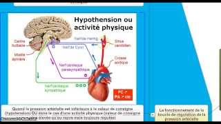 Niveaux de régulation de la pression artérielle en 2de - Vidéos pédagogiques