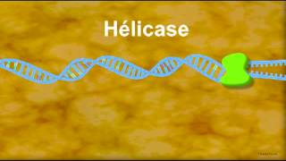 Cellule et ADN - Première - Vidéos pédagogiques