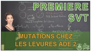 Génétique et mutation de l’ADN - Première - Vidéos pédagogiques