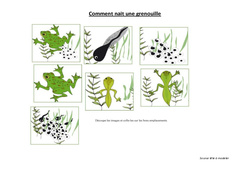 Comment nait une grenouille – Exercices -  Ce2 - Cm1 – Sciences – Cycle 3 - PDF à imprimer