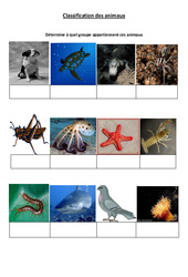 Classification des animaux -2- – Exercices –  Cm1 – Sciences – Cycle 3 - PDF à imprimer