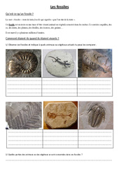 Fossiles – Exercices - Cm2 – Sciences – Cycle 3 - PDF à imprimer