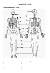 Squelette humain - Exercices - Ce2 - Cm1 - Sciences - Cycle 3 - PDF à imprimer