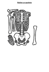 Réaliser un squelette – Exercices – Ce2 – Cm1 – Sciences – Cycle 3 - PDF à imprimer