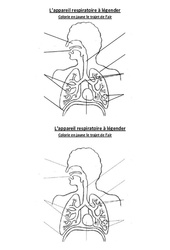 Appareil respiratoire à légender - Exercices - Cm1 - Cm2 - Sciences  - Cycle 3 - PDF à imprimer