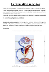 Comprendre la circulation sanguine - Exercices - Cm2 - Sciences - Cycle 3