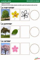 Les arbres fruitiers – La nature – Découverte du monde - MS - GS – Maternelle - PDF à imprimer
