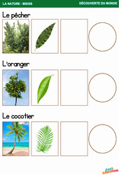 Les arbres (Le pêcher, L’oranger, Le cocotier) – Explorer le monde - MS - GS – Maternelle - PDF à imprimer