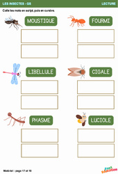 Script et cursive - Les insectes - Lecture - Maternelle - Grande section – GS - PDF à imprimer