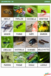 Les insectes – Vocabulaire - GS - Grande section – Maternelle - PDF à imprimer
