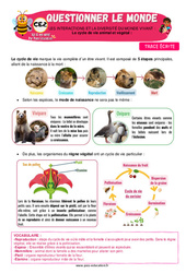 Le cycle de vie animal et végétal - CE2 - Leçon - Apis & ses amis - PDF à imprimer