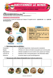 Le cycle de vie animal et végétal - CE2 - Exercices - Apis & ses amis - PDF à imprimer