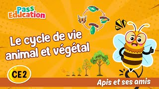Le cycle de vie animal et végétal - CE2 - Vidéo pédagogique - Apis & ses amis - Cycle 2