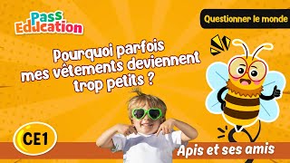 Pourquoi parfois mes vêtements deviennent trop petits ? – CE1 – Vidéo – Apis & ses amis - Cycle 2