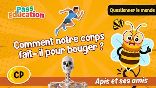 Vidéo Comment notre corps fait-il pour bouger ?  – CP – Vidéo – Apis & ses amis - Cycle 2