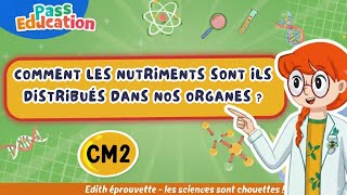 Comment les nutriments sont-ils distribués dans nos organes ? – Cm2 – Vidéo – Edith Eprouvette