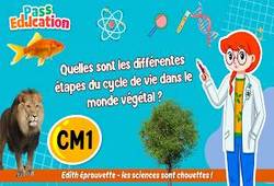 Vidéo Quelles sont les différentes étapes du cycle de vie dans le monde végétal&nbsp;? – Cm1 – Vidéo – Edith Eprouvette - Cycle 3