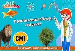 Vidéo Et pour les animaux d’élevage, quelles sont les étapes du cycle de vie&nbsp;? – Cm1 – Vidéo – Edith Eprouvette - Cycle 3