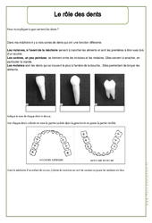 Rôle des dents - Ce1 – Exercices  –  Corps humain – Sciences – Cycle 2 - PDF à imprimer