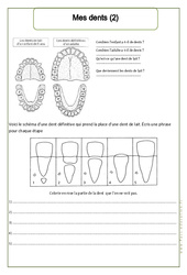 Mes dents (2) - Ce1 – Exercices  –  Corps humain – Sciences – Cycle 2 - PDF à imprimer