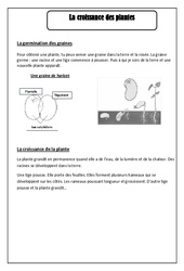 Croissance des plantes – Ce1 – Les végétaux - Leçon - PDF gratuit à imprimer