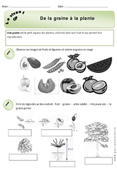 De la graine à la plante – Cp – Exercices – Découverte du monde – Cycle 2  - PDF à imprimer