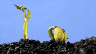 Végétaux - Vidéos pédagogiques - Stades du développement d’un être vivant - Ce2 - Cm1 - Cm2 - Sciences  - Cycle 3
