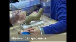 Classification des animaux - Vidéos pédagogiques - Stades du développement d’un être vivant - Ce2 - Cm1 - Cm2 - Sciences  - Cycle 3