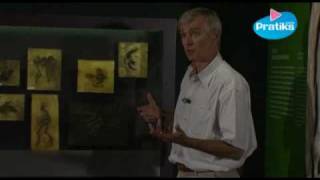 Traces de l’évolution des êtres - Vidéos pédagogiques - Stades du développement d’un être vivant - Ce2 - Cm1 - Cm2 - Sciences  - Cycle 3