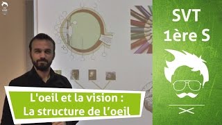 Vidéo Œil - Vision – Vidéos pédagogiques – 4ème – Physique – Chimie – Collège - Cycle 4