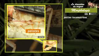 Respirer dans les milieux de vie différents – 5ème – Vidéos pédagogiques – SVT - Cycle 4