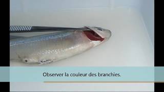 Caractéristiques du milieu et les conditions de la respiration – 5ème – Vidéos pédagogiques – SVT - Cycle 4